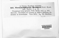 Zignoella morthieri image